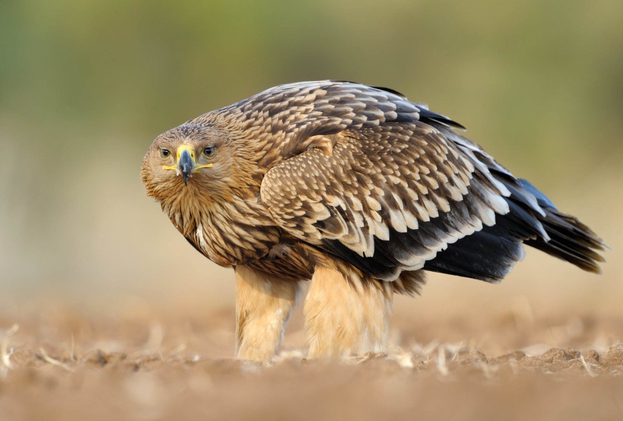 Eastern imperial eagle – Flight for Survival