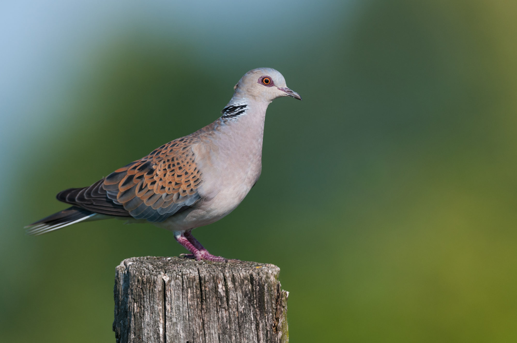 european-turtle-dove-flight-for-survival