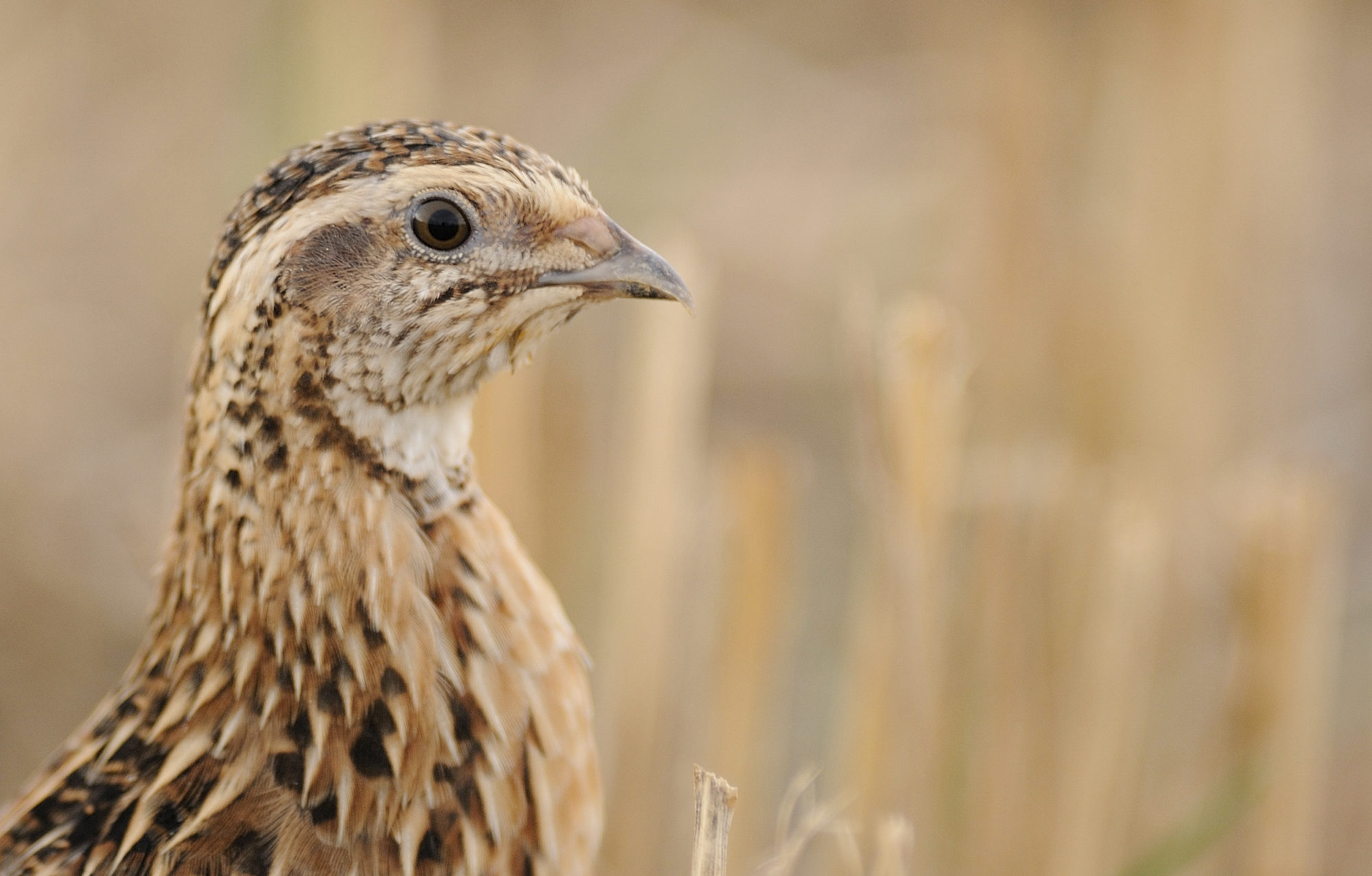 Common quail – Flight for Survival