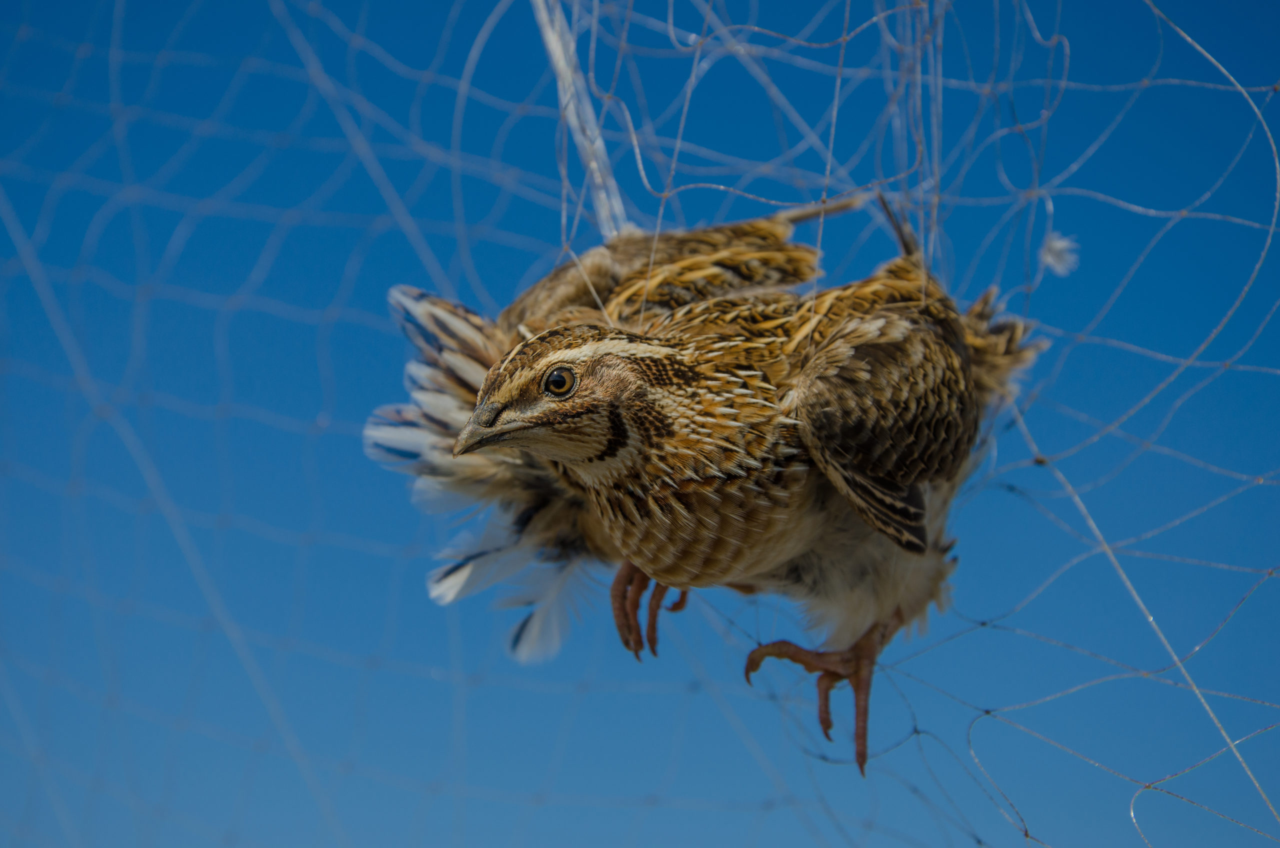 This shy bird can escape a birdwatcher's eye, but not illegal trappers' nets