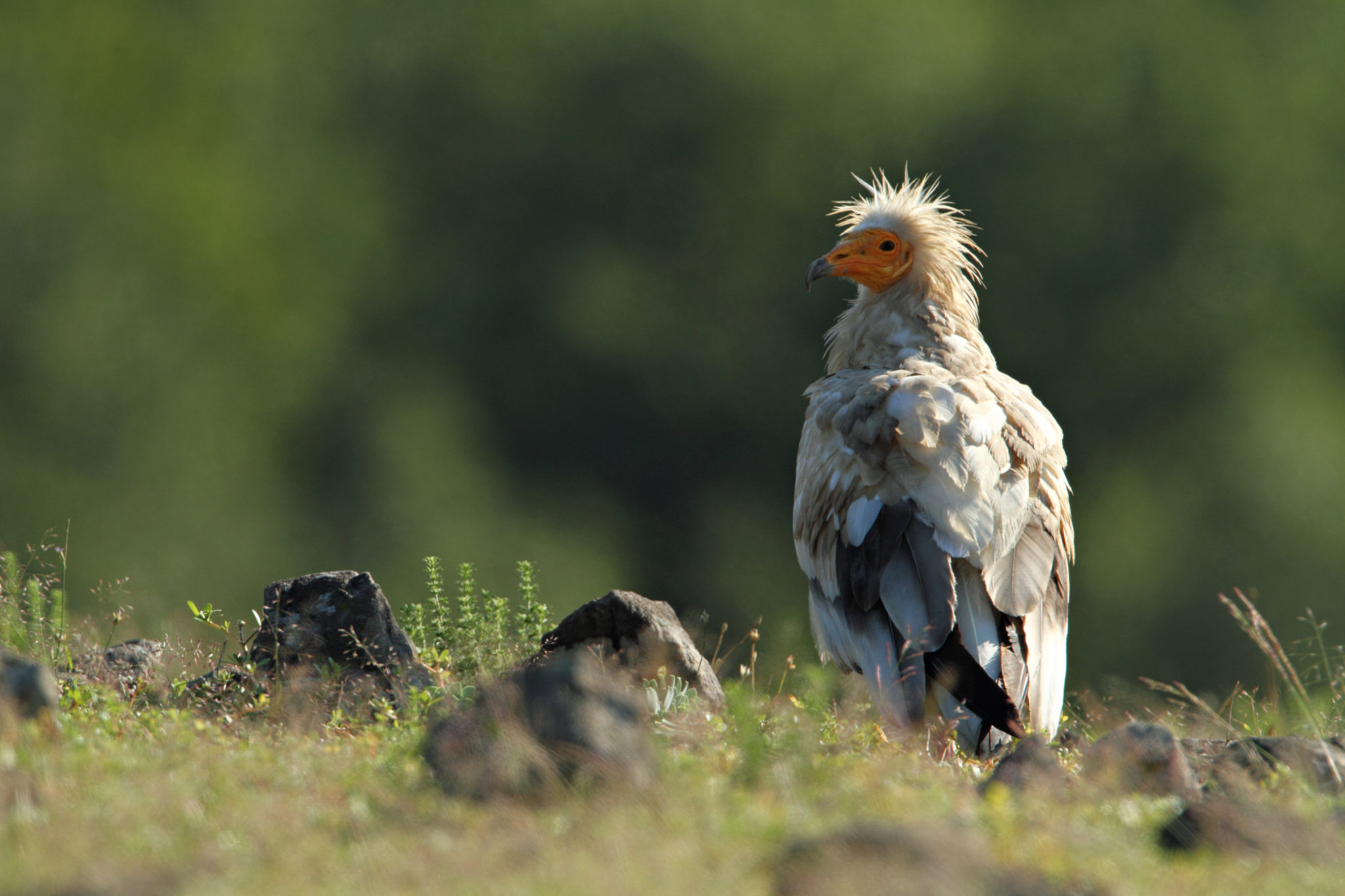 World’s only toolusing vulture risks being lost forever