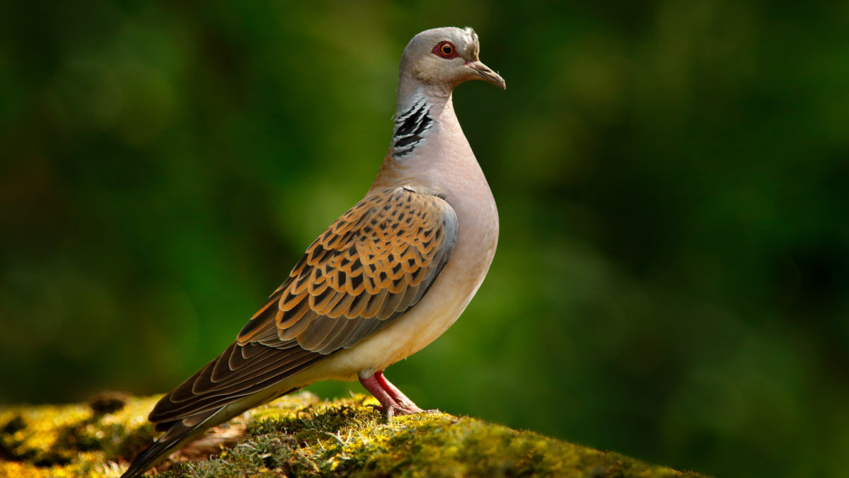 The turtle-dove - the Czech Republic's 'Bird of the Year' - has started its  autumn migration!