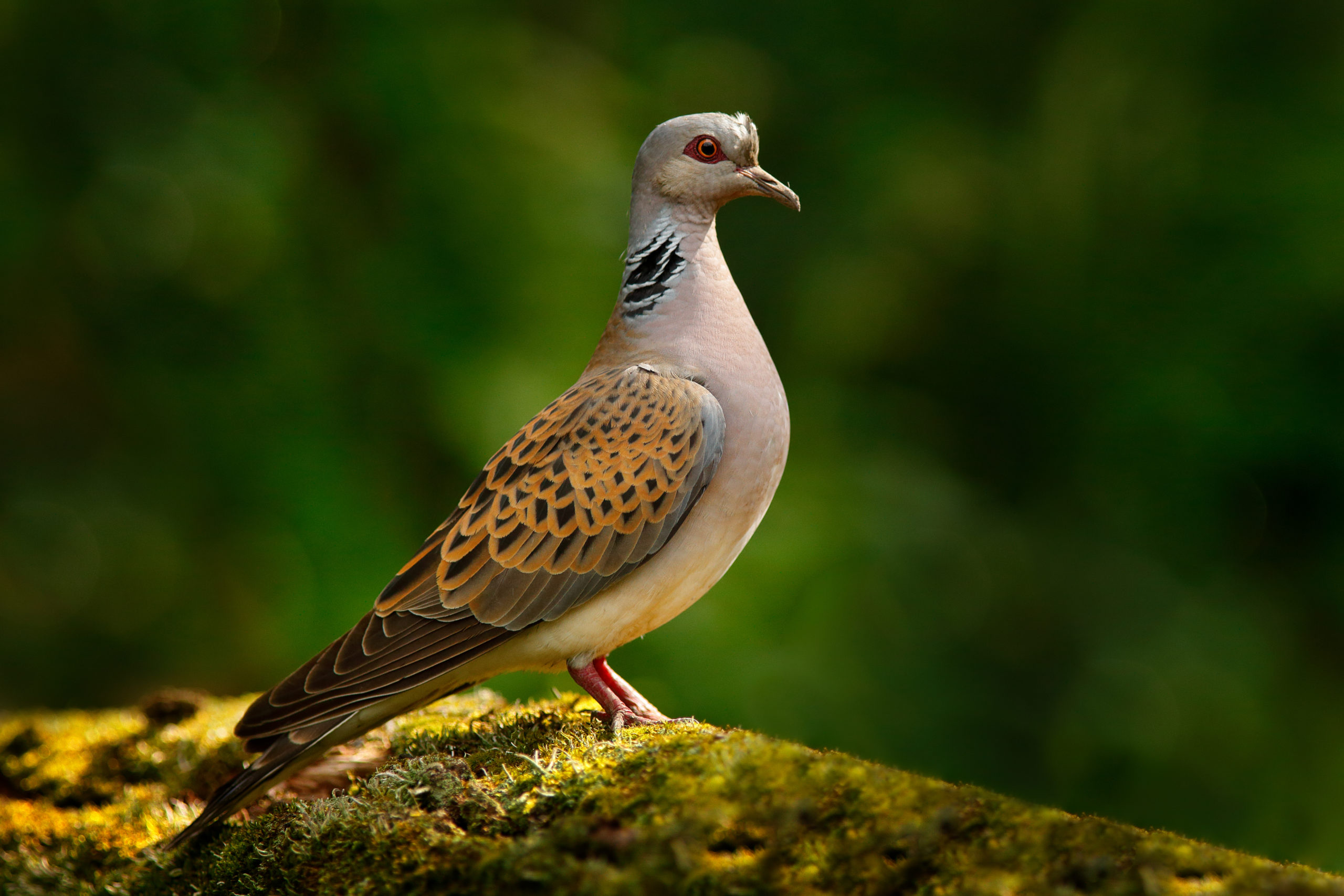 The turtledove the Czech Republic’s ‘Bird of the Year’ has started