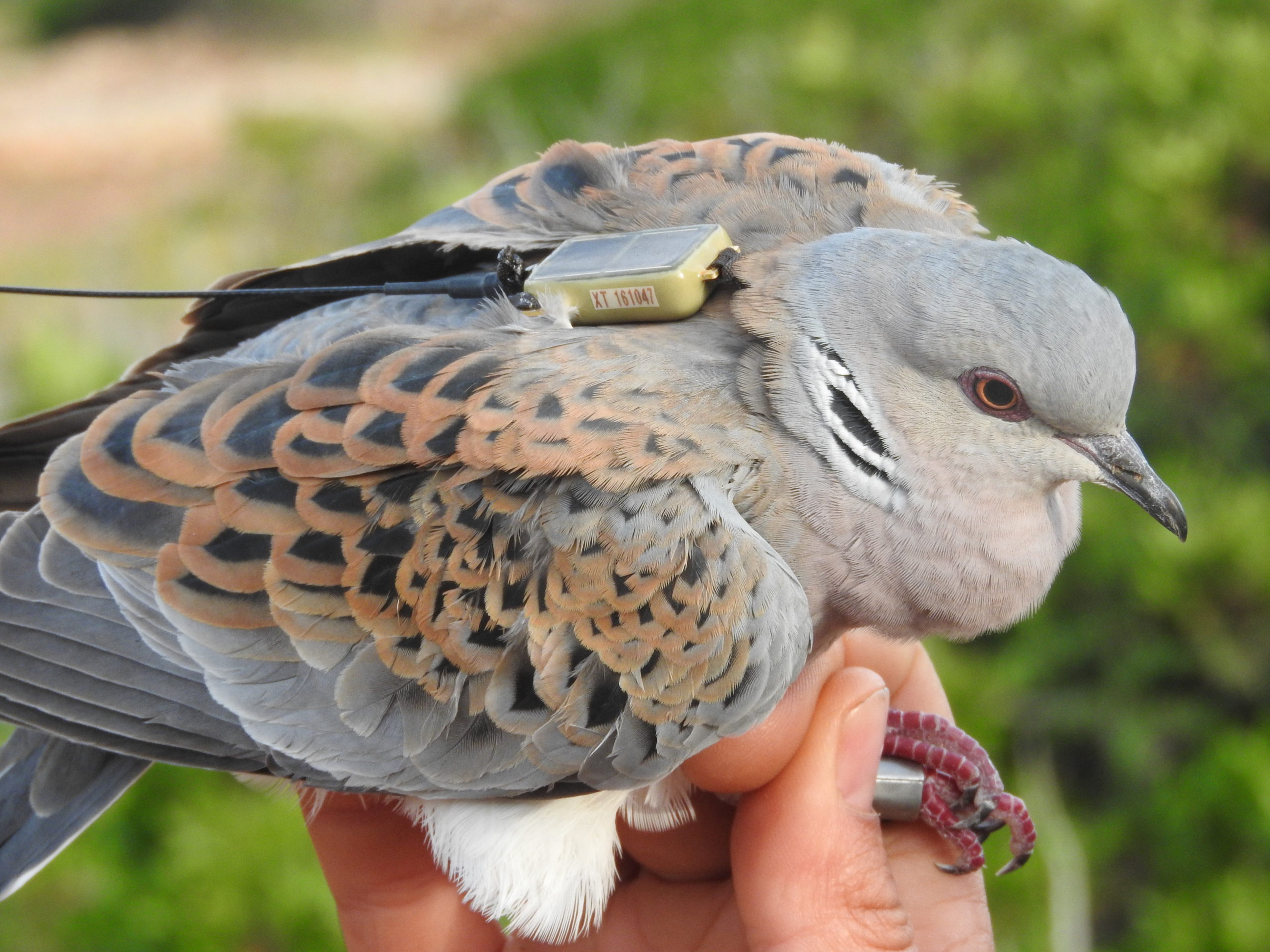 Francesco The Turtle Dove A Symbol Of Love And War In Malta