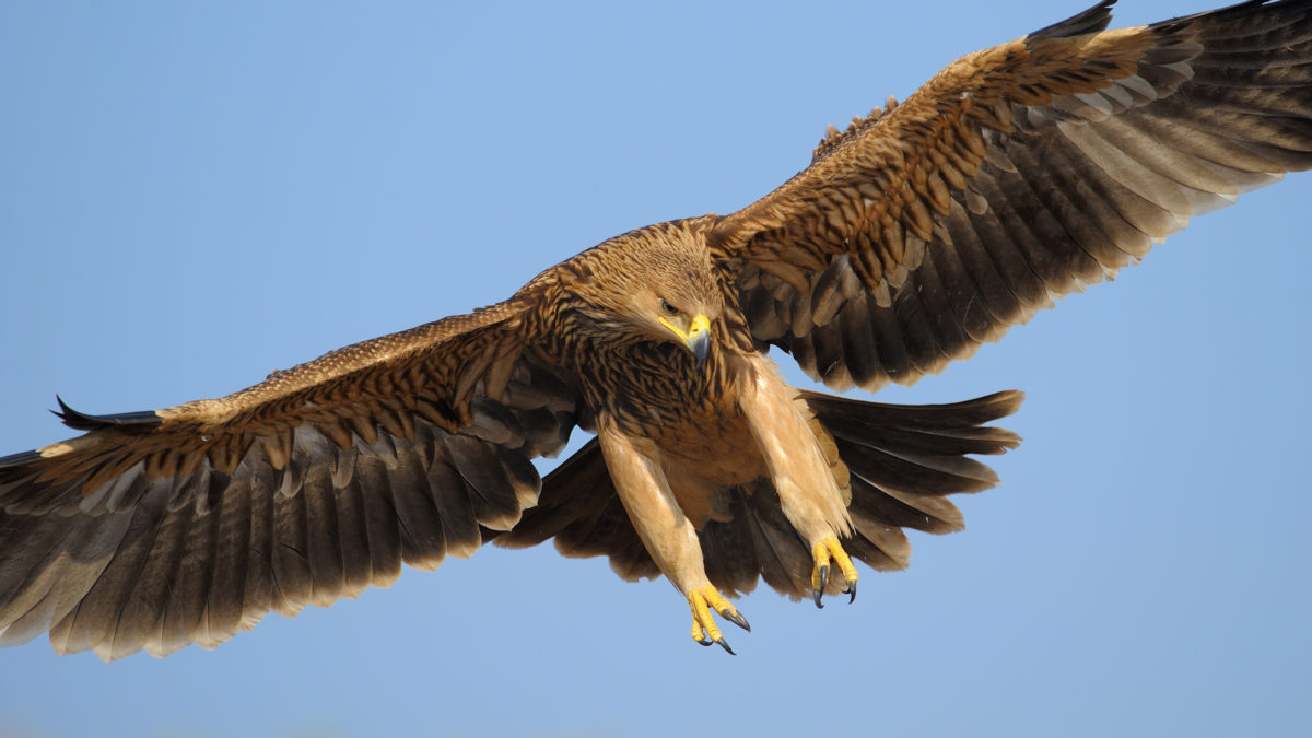 Dozens of birds of prey 'illegally shot, poisoned or trapped' in