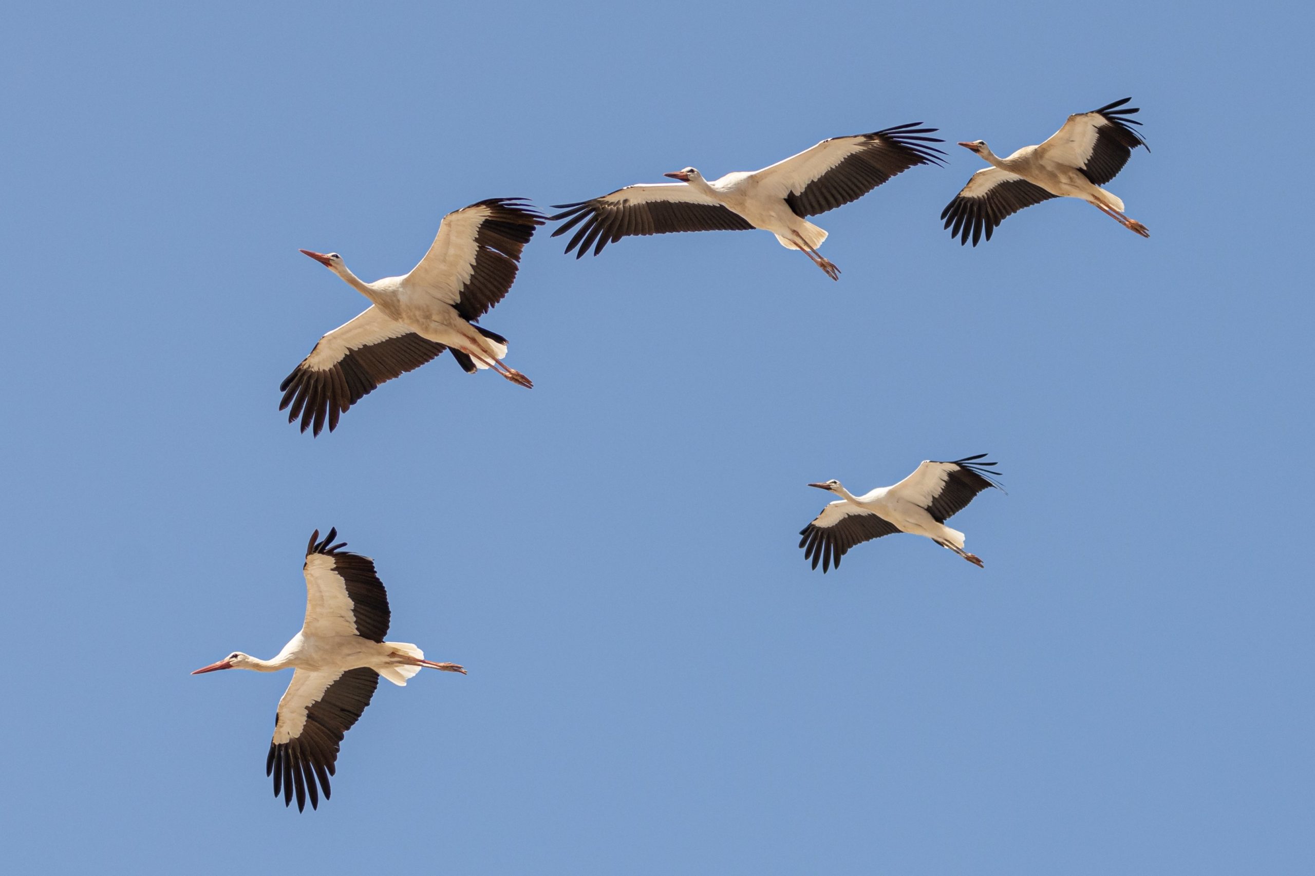 the amazing journey of white storks across the globe
