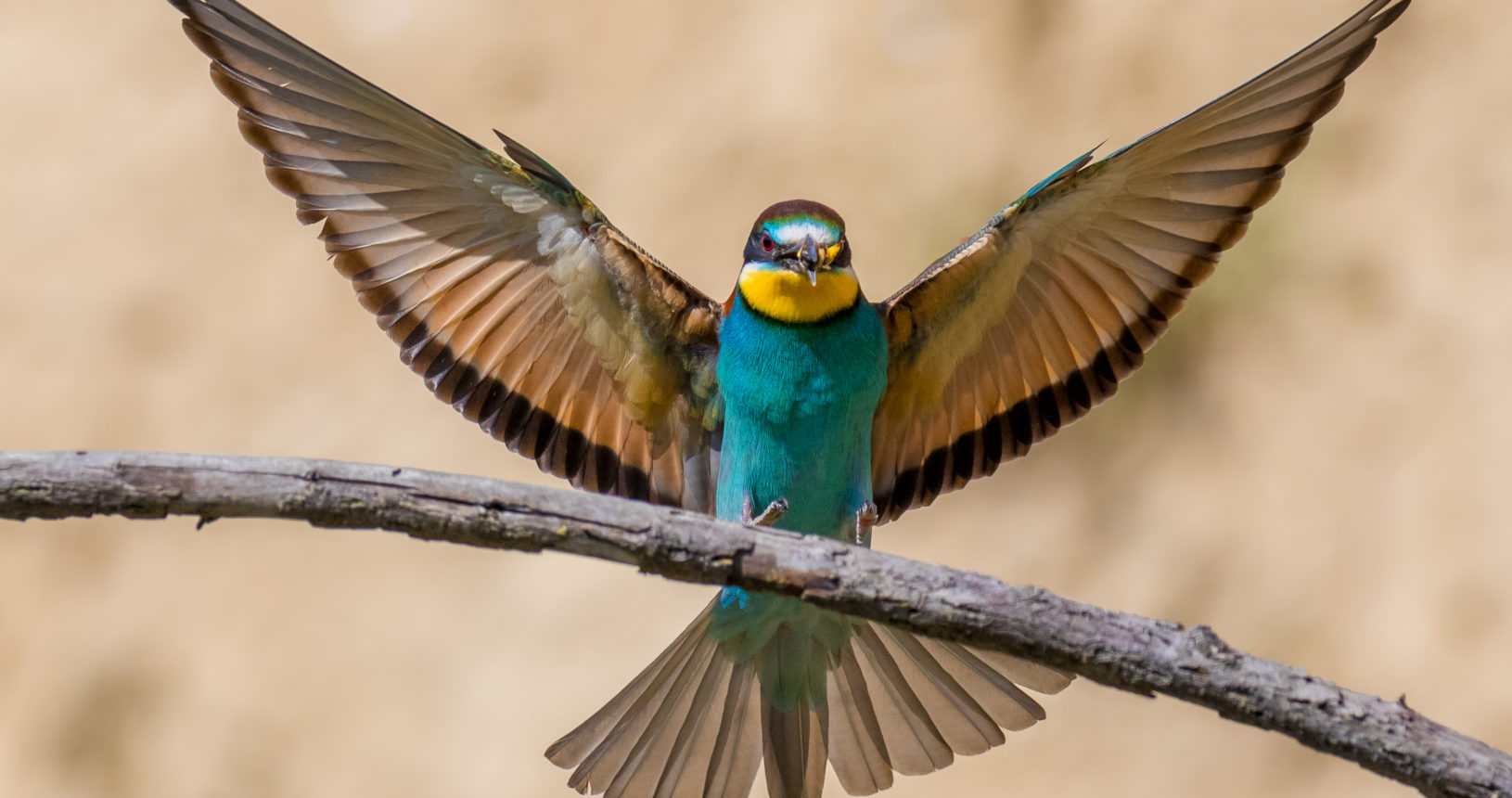 European Bee-Eater – Flight for Survival