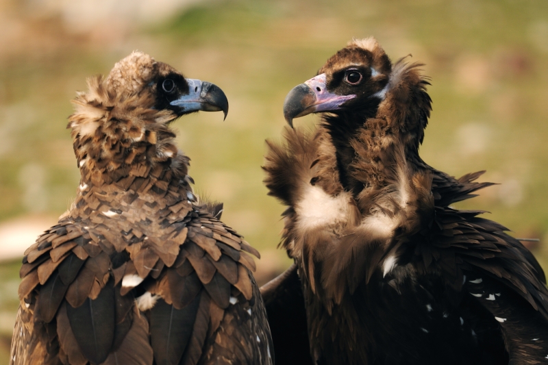 Cinereous vulture ©Yves Adams