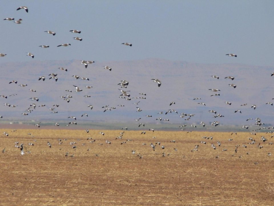 مؤنس Lapwing © Ferdi Akarsu