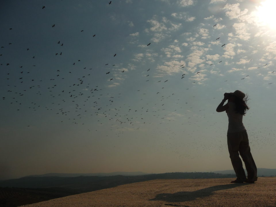 إن مشاهدة الآلاف من طيور اللقلق الأبيض وهي تهاجر في السماء هي مشهد لا يُنسى © Steffen Oppel