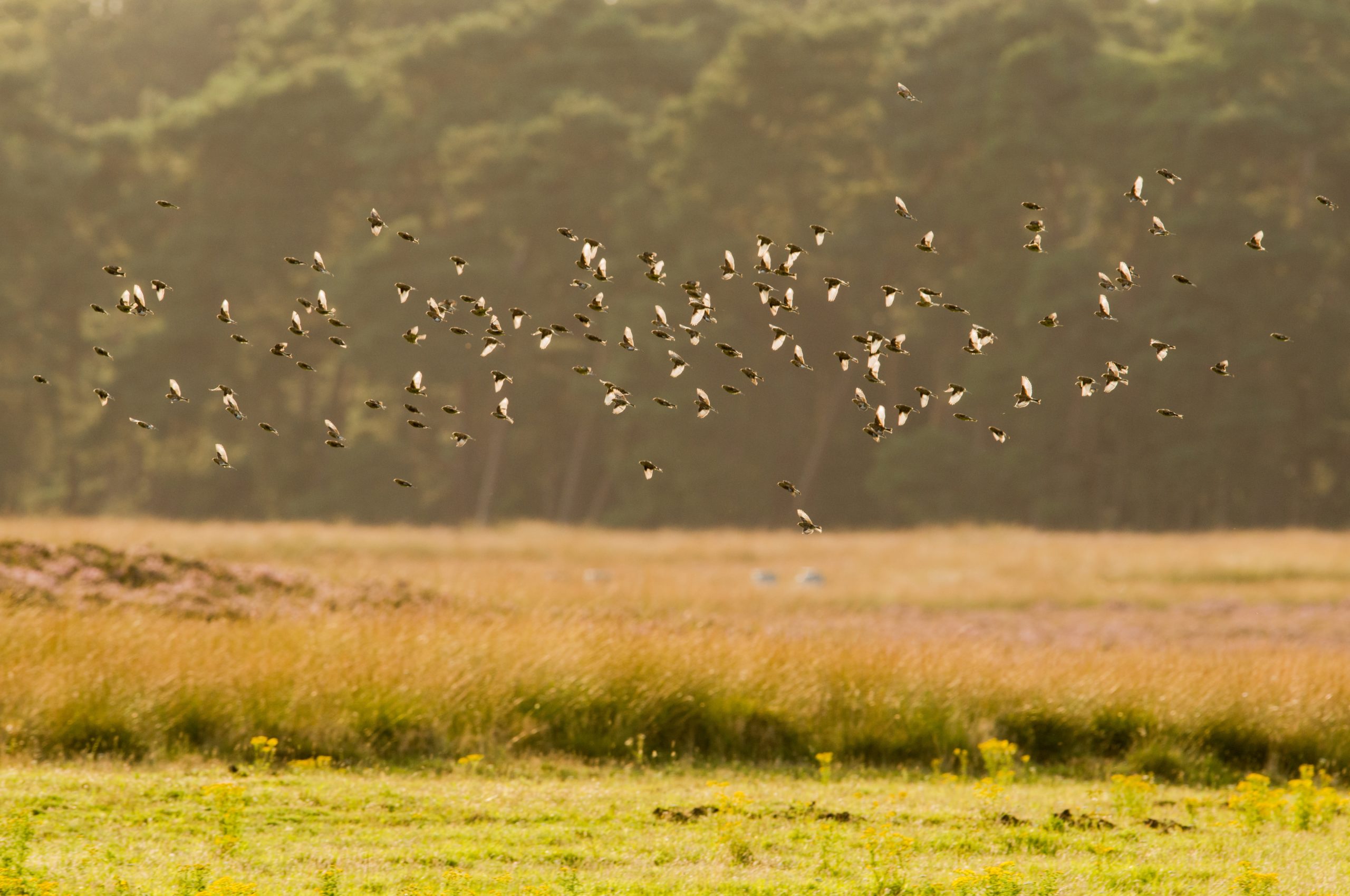 Responsible Hunting in Lebanon
