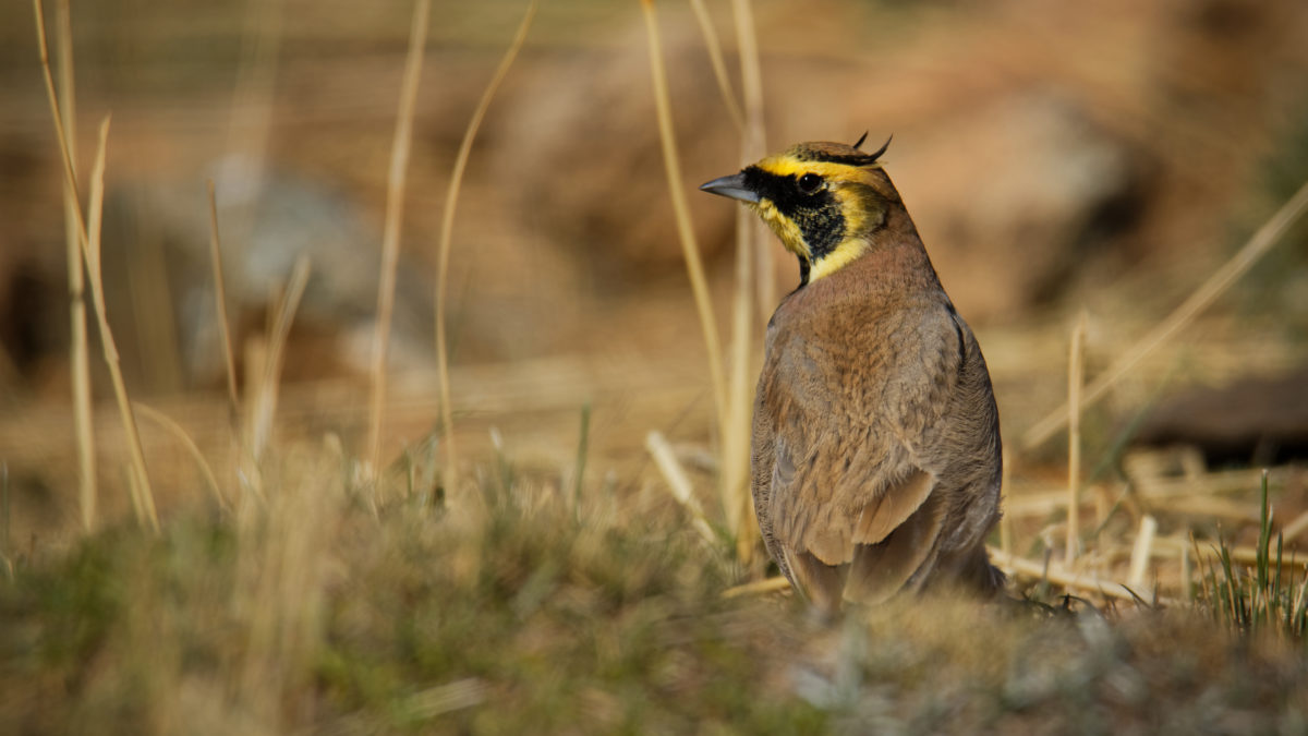 Shore Lark - Eremophila Alpestris ©Martin Pelanek/Shutterstock