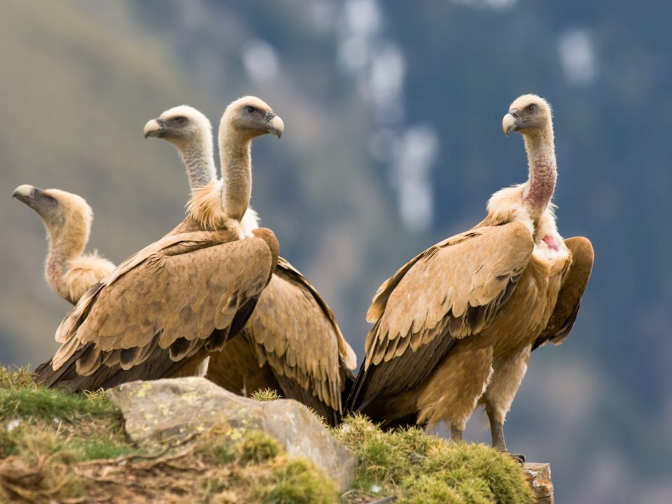 Eurasian Griffon Vulture / Gyps fulvus by Lars Soerink