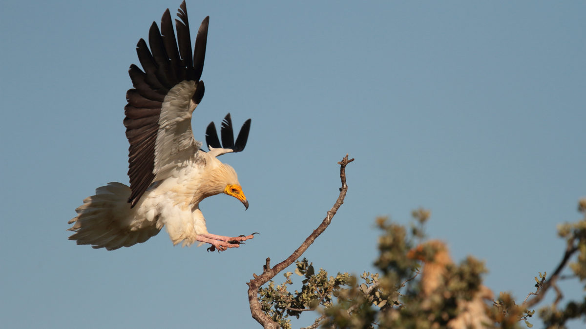 النسر المصري / Neophron percnopterus من ESCOCIA