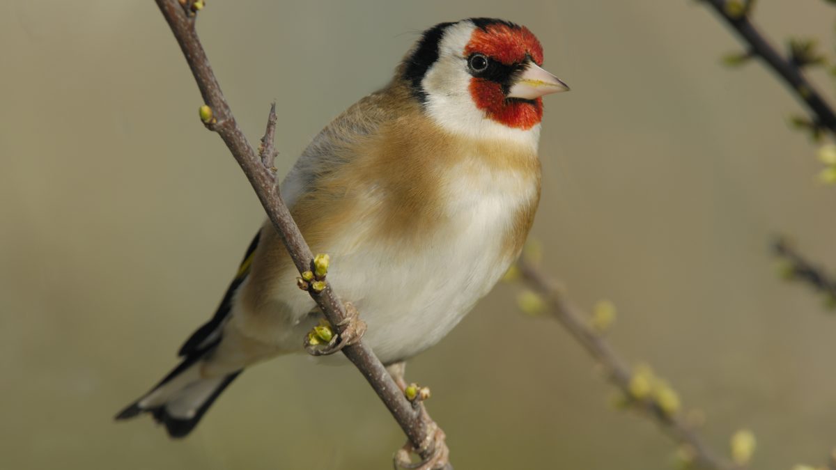 European Goldfinch / Carduelis carduelis by Rollin Verlinde