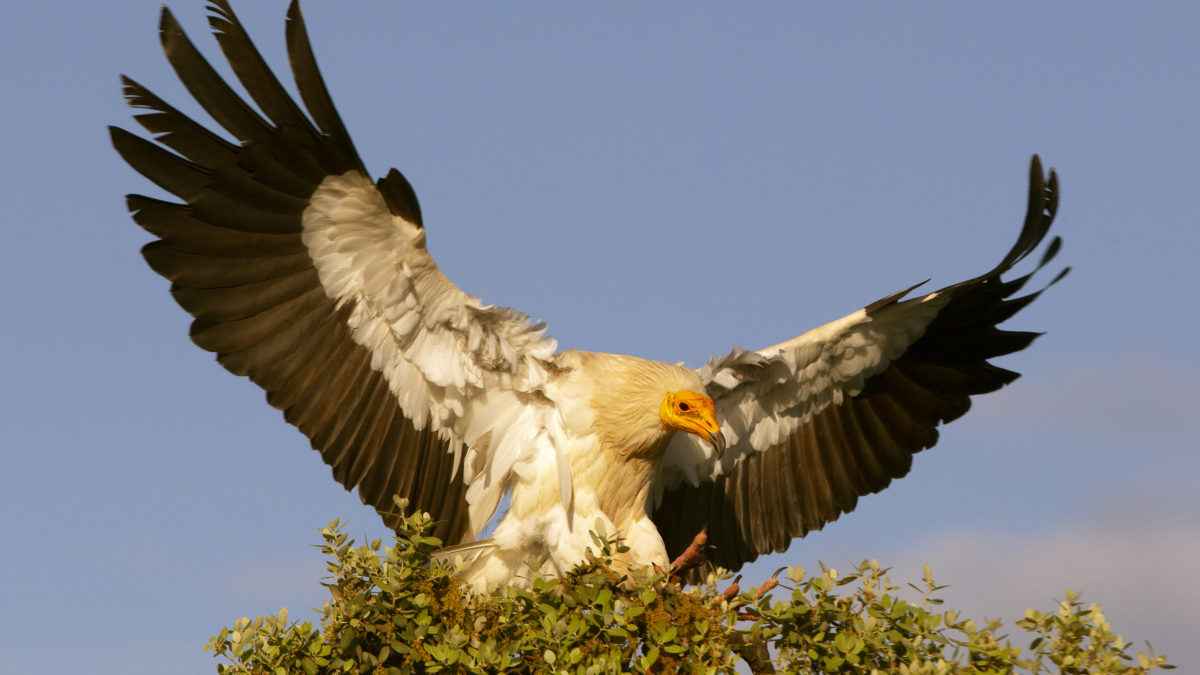 Egyptian vulture (Neophron percnopterus)© Birdlife Europe