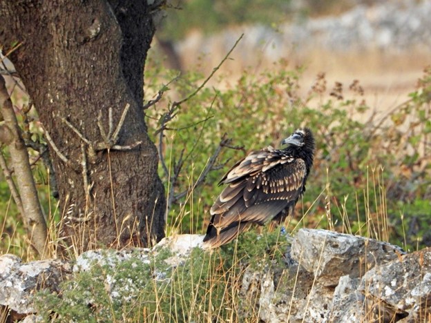 النسر المصري إيزابيل تم تصويره في البرية © LIFE Egyptian Vulture