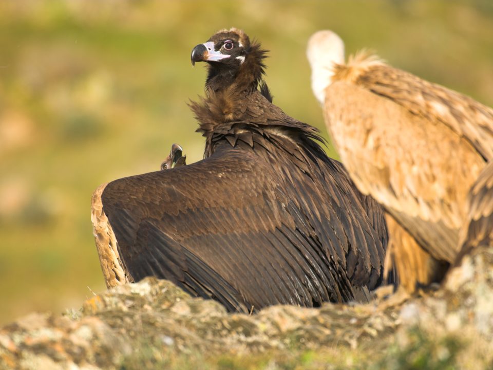 Eurasian Black Vulture / Aegypius monachus, Yves Adams